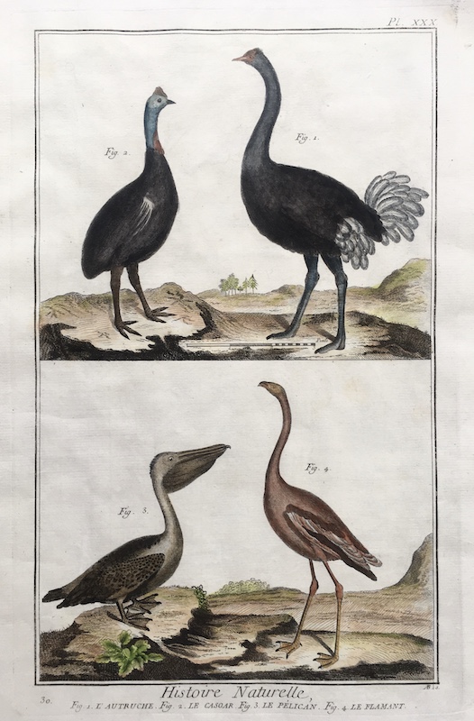 Aves - Histoire Naturelle (Avestruz, Pelicano), Fig. 1. L' Autruche, Fig. 2. Le Casoar, Fig. 3. Le Pelican, Fig. 4. Flamant - Pl. XXX